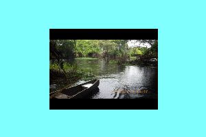 Tributary and flooded forest.jpg